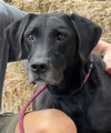 adoptable Dog in thomasville, NC named Diesel