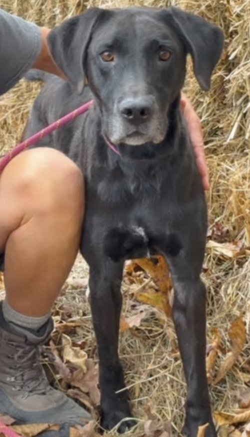Diesel, photo 3