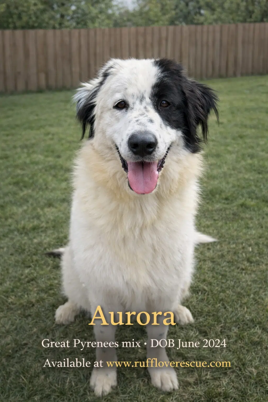 Aurora - Great Pyrenees