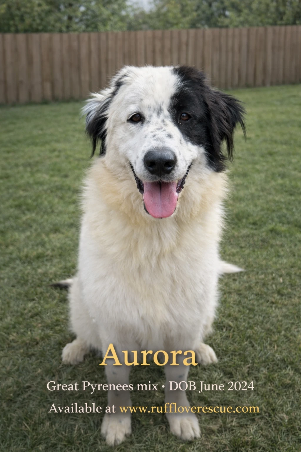 Aurora