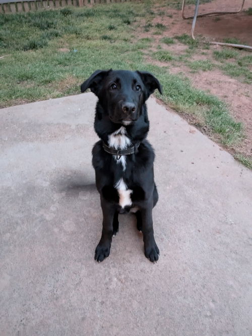 picture of the dog needing adoption