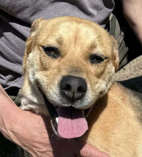 Lorilei - Beagle