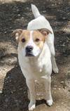 adoptable Dog in  named Lollie