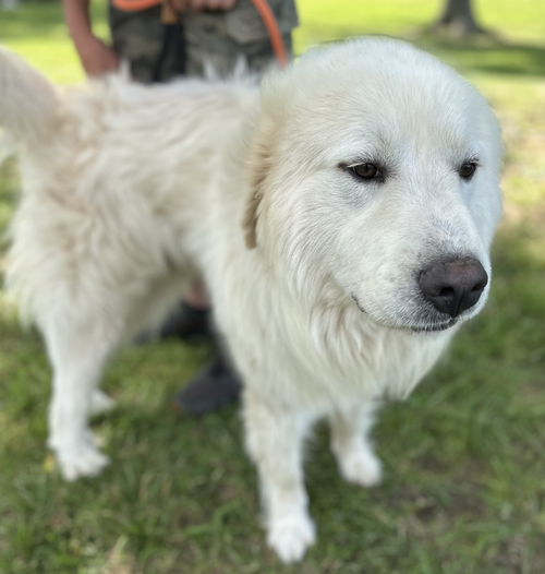 picture of the dog needing adoption
