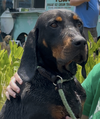 adoptable Dog in thomasville, NC named Magnum
