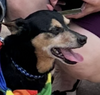 adoptable Dog in thomasville, NC named Dugie