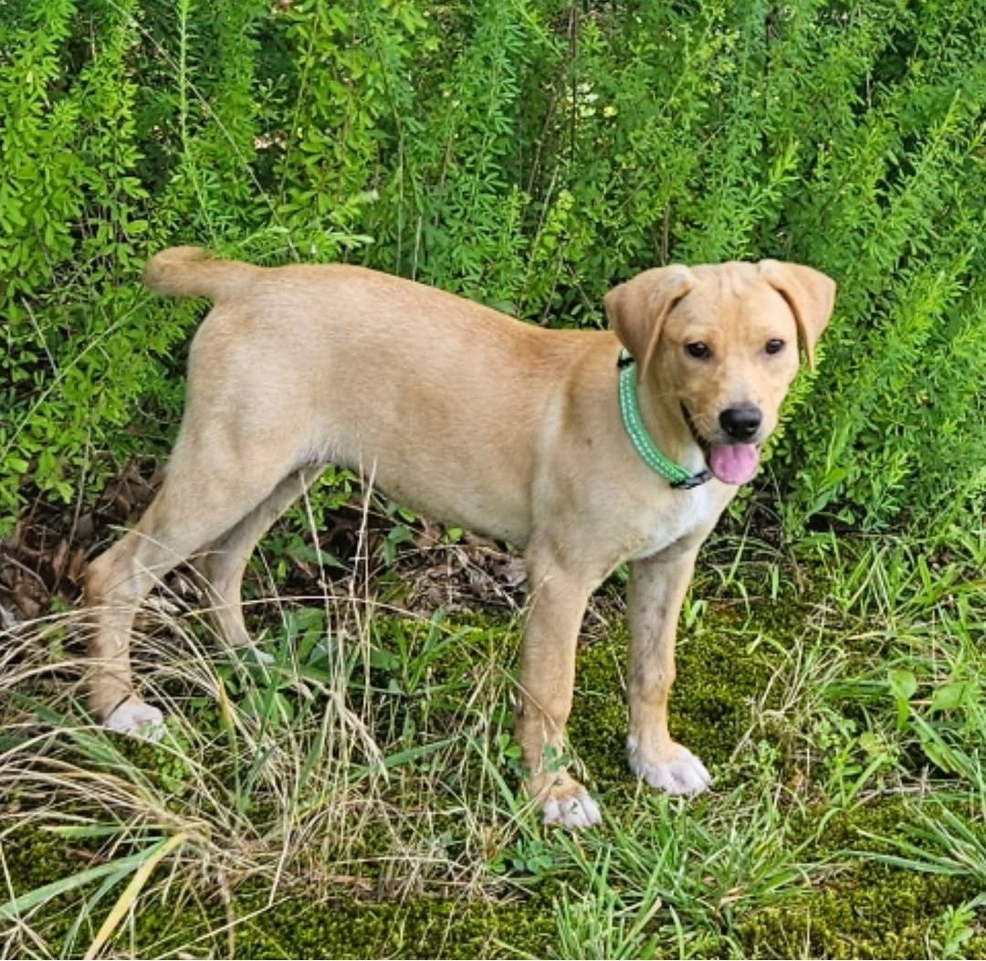 adoptable Dog in Thomasville, NC named Jenny