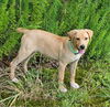 adoptable Dog in  named Jenny