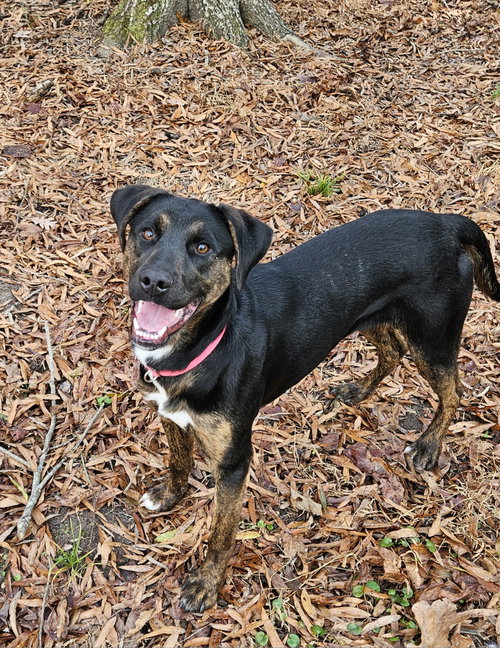 JUNE - Labrador Retriever / Hound available for adoption