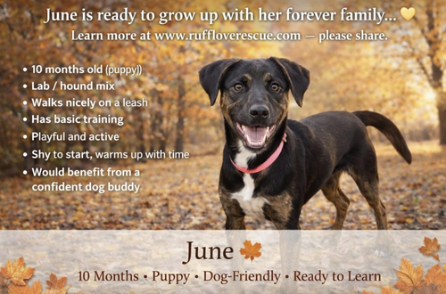 picture of the dog needing adoption