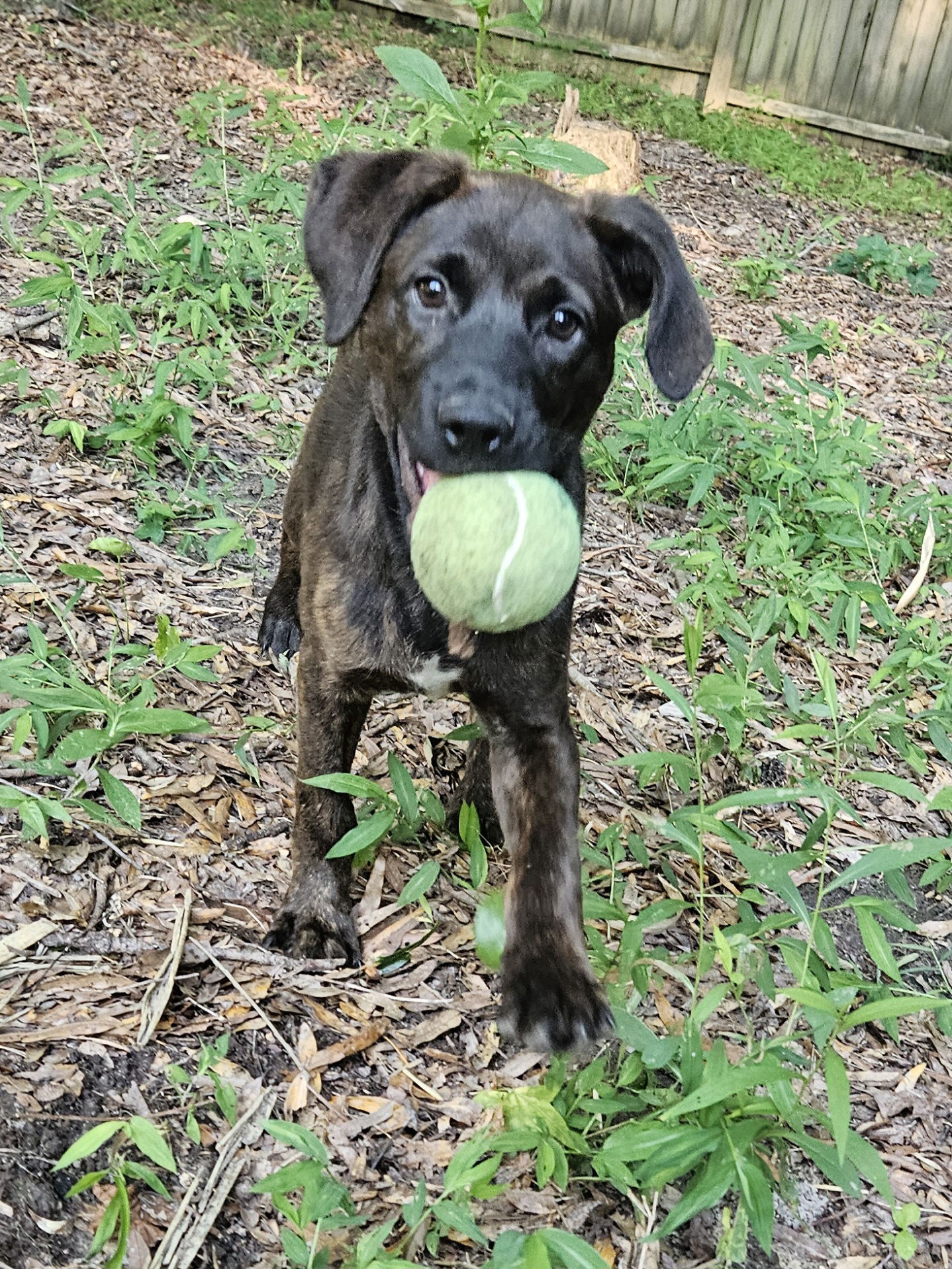 adoptable Dog in Thomasville, NC named Jade