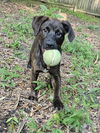 adoptable Dog in  named Jade