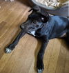 adoptable Dog in thomasville, NC named Bebe
