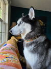 adoptable Dog in  named Kota