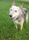adoptable Dog in  named Brooklyn