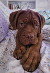 adoptable Dog in thomasville, NC named Atlas
