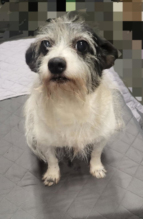 picture of the dog needing adoption