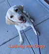 Ludwig - Photo 2