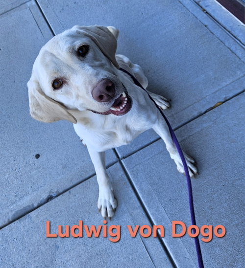 LUDWIG - Yellow Labrador Retriever available for adoption