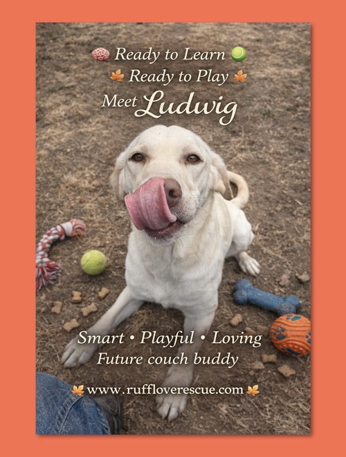 picture of the dog needing adoption