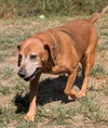 Dexter and Sophie (bonded pair) - Photo 3