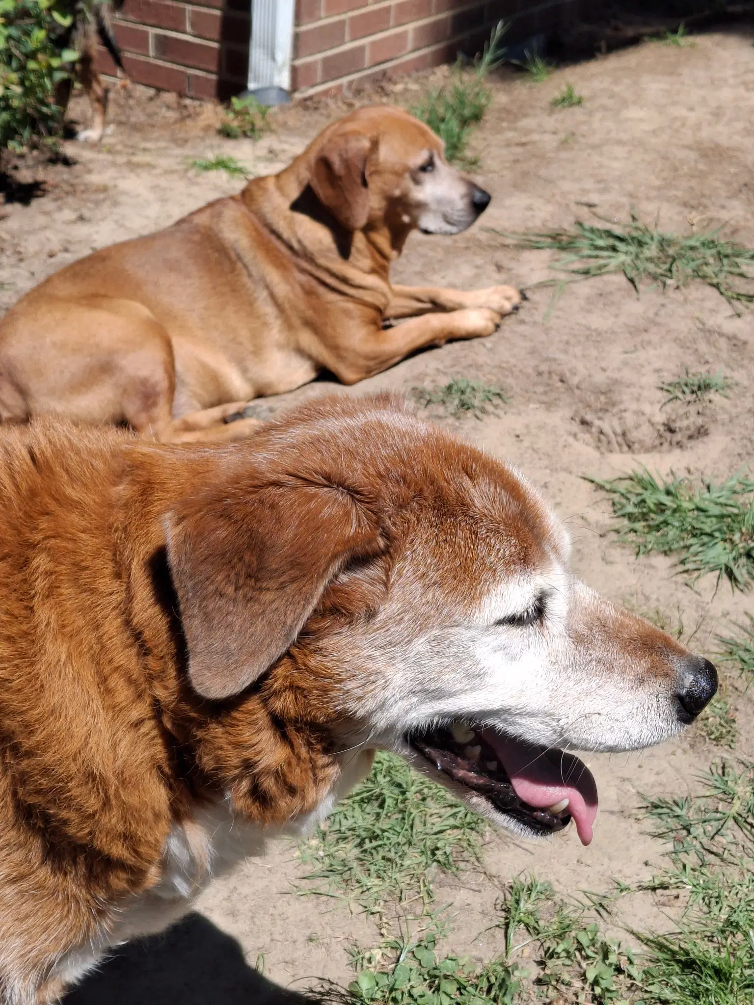 Dexter And Sophie Bonded Pair - Unknown