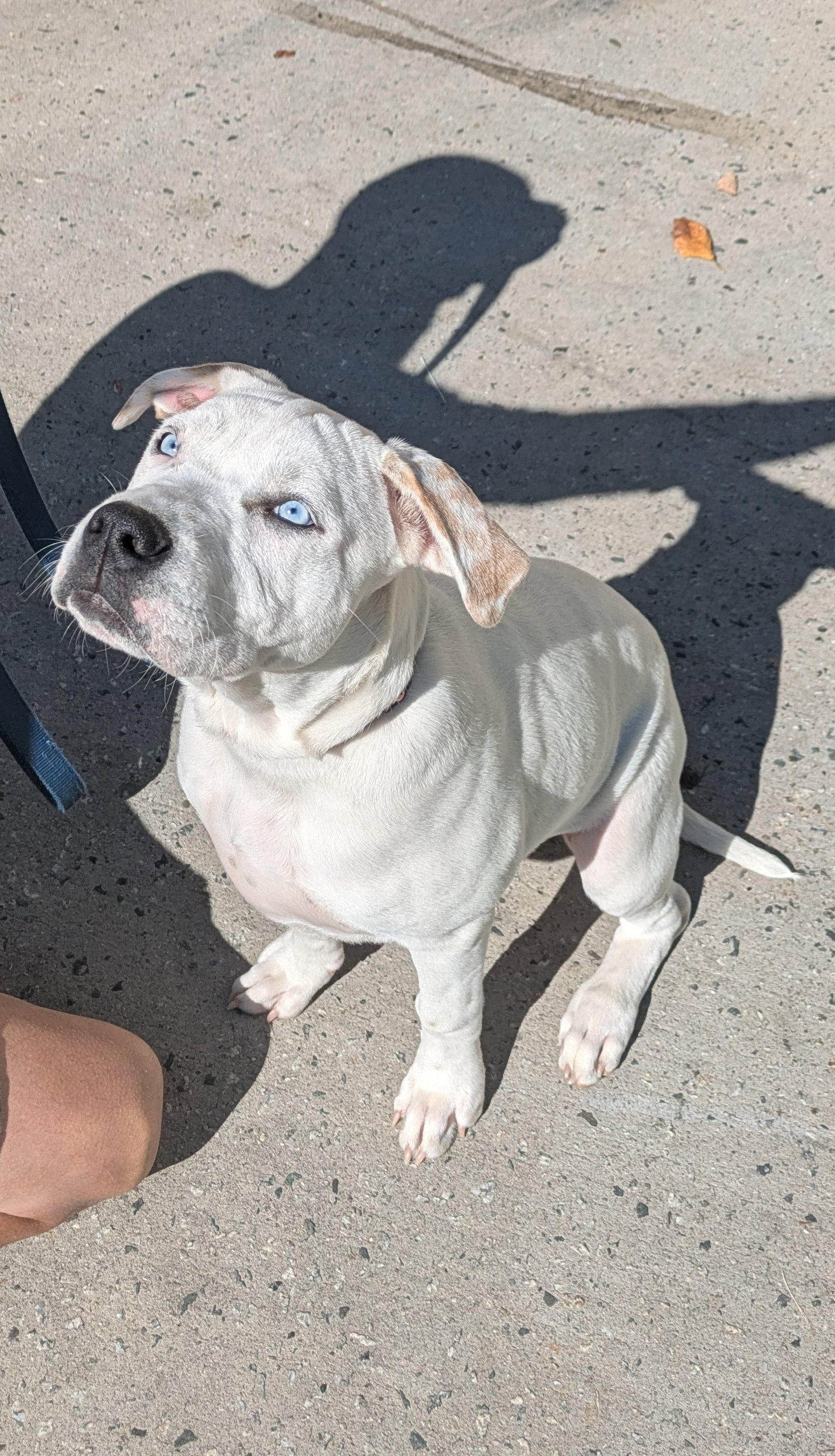 Louie