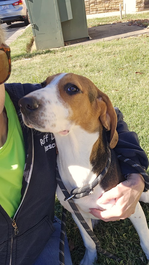 picture of the dog needing adoption