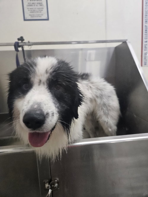 BECKNER - Great Pyrenees available for adoption