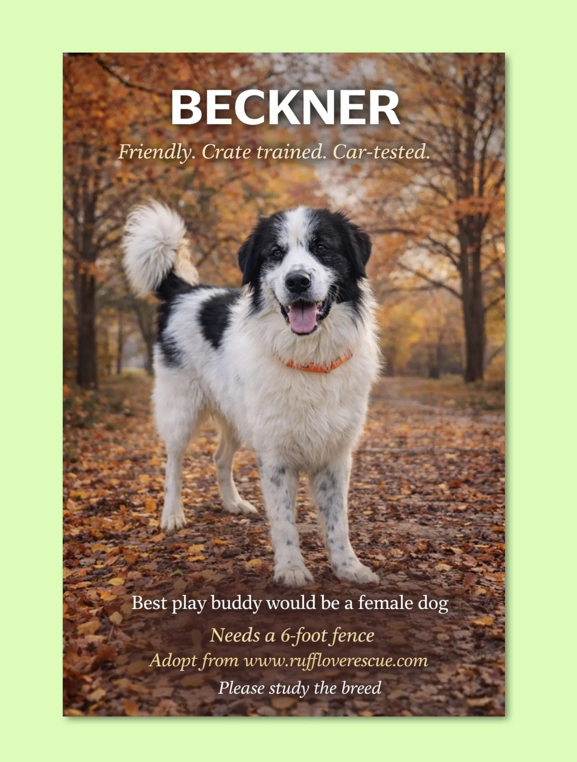 Beckner - Great Pyrenees