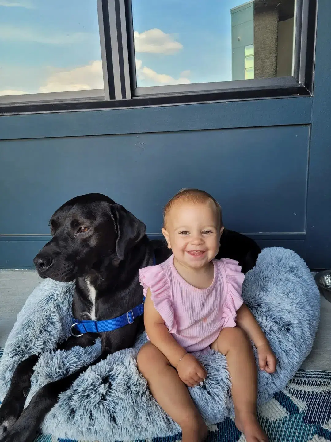 Link - Labrador Retriever
