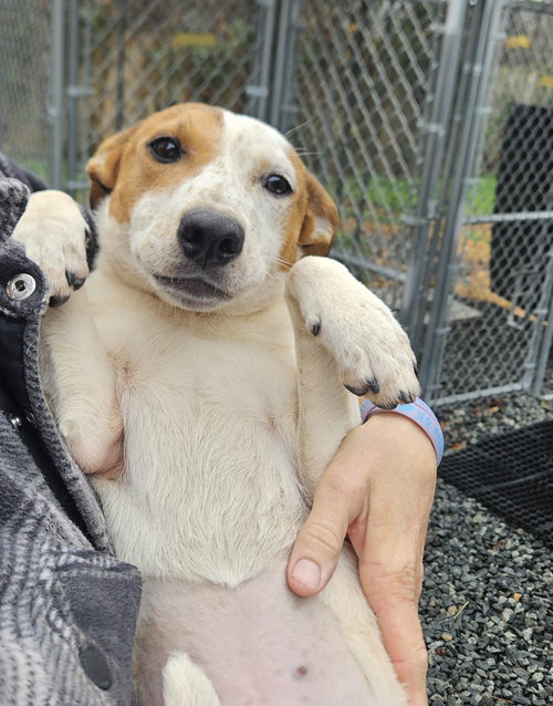 picture of the dog needing adoption