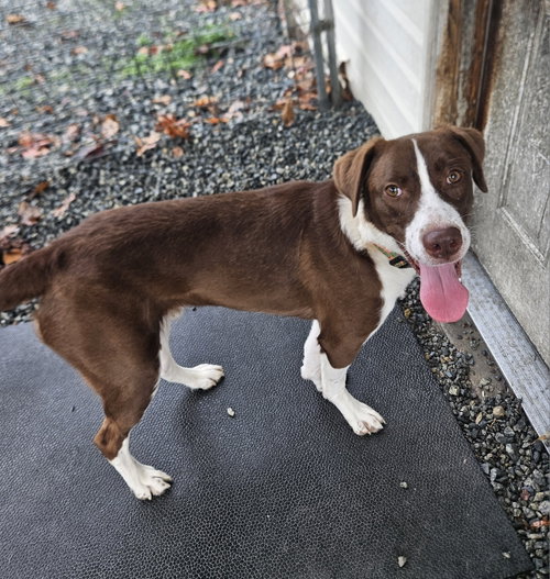GREGORY - Hound available for adoption