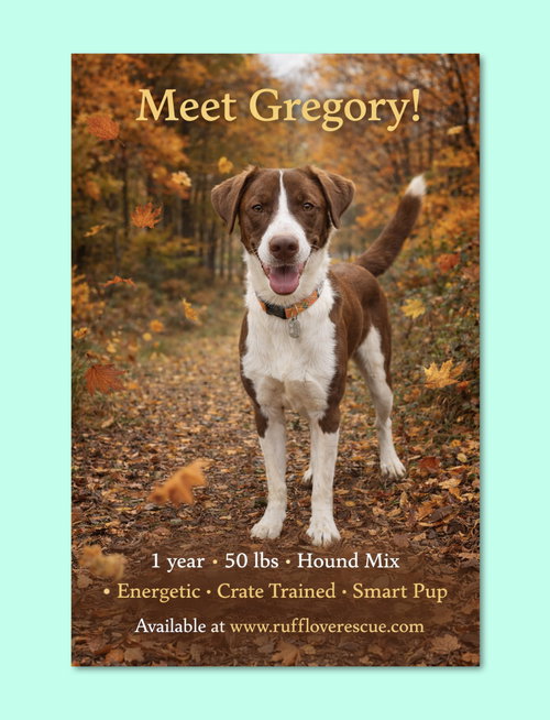picture of the dog needing adoption