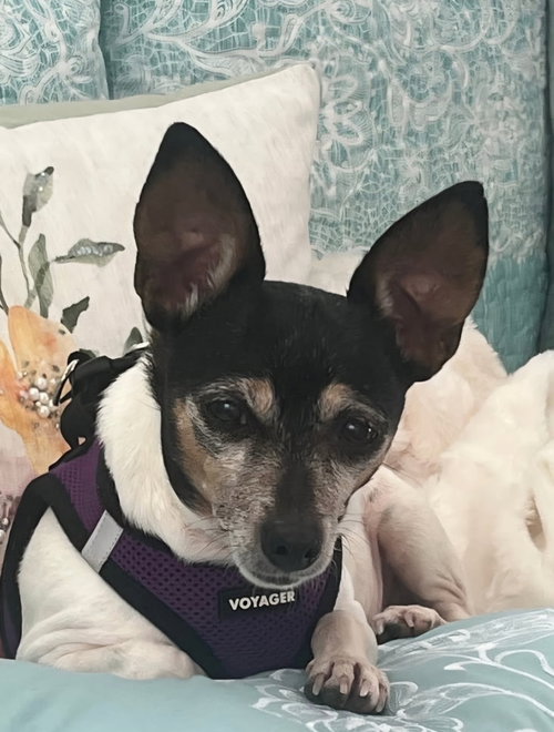 TANZI - Unknown available for adoption