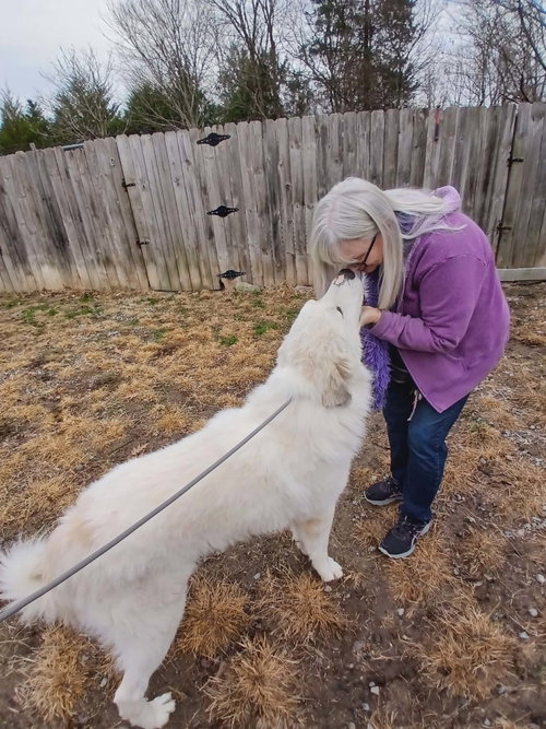RANGER - Great Pyrenees available for adoption