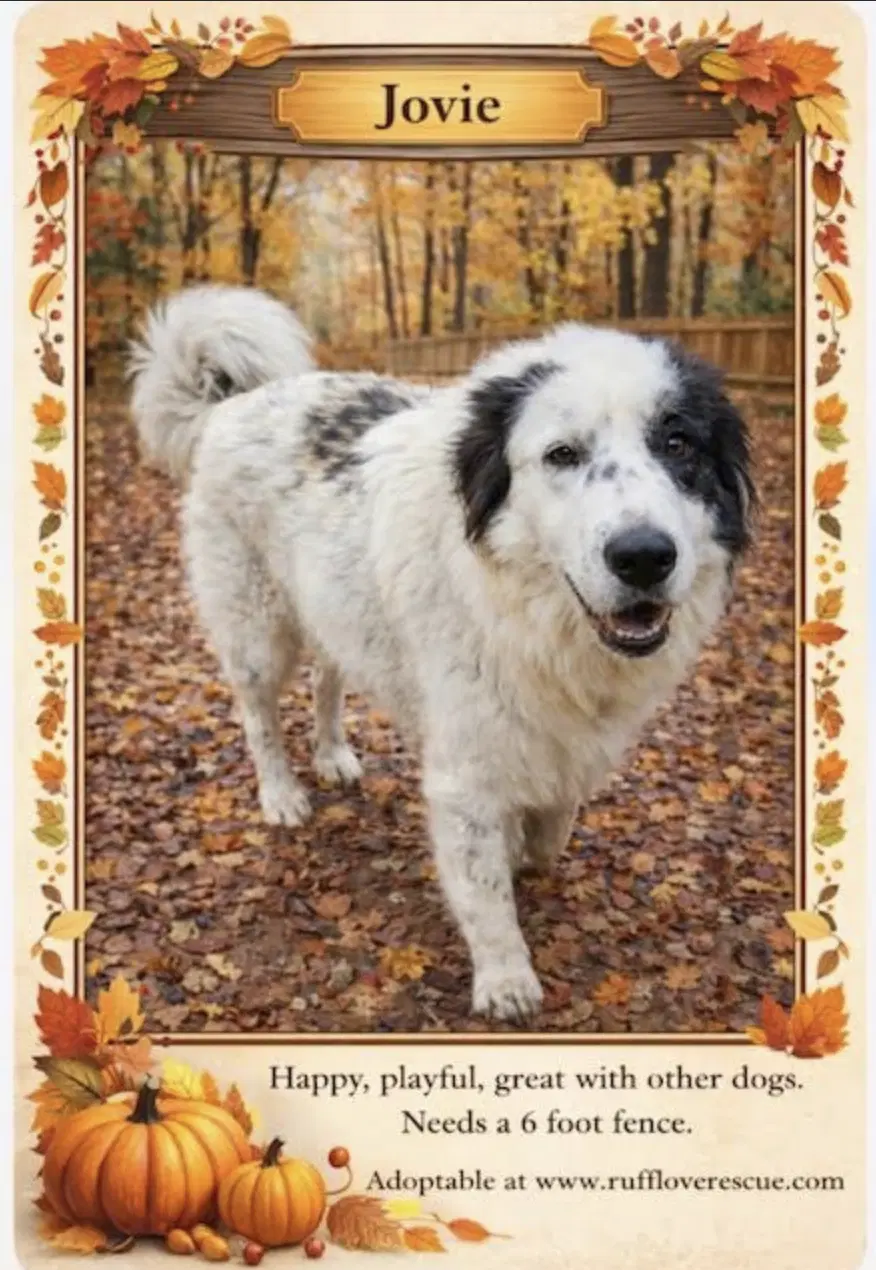 Jovie - Great Pyrenees
