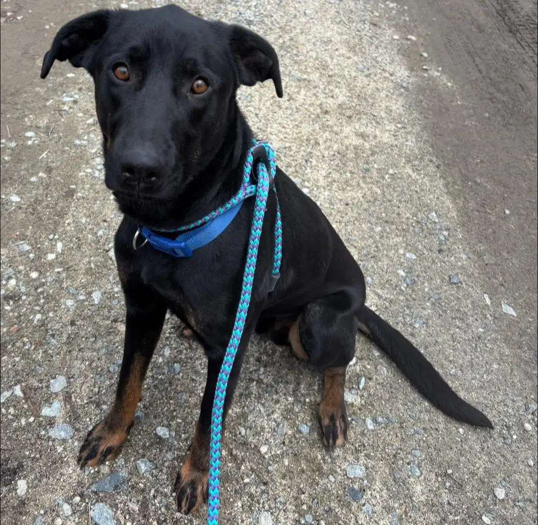 Boone - Labrador Retriever