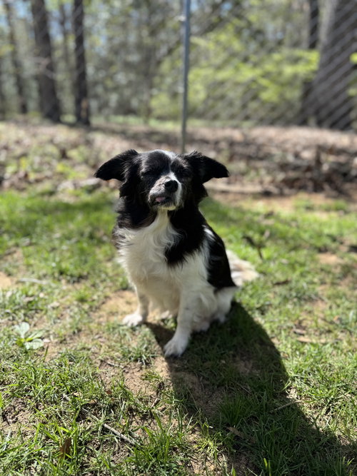Edith, an adoptable Unknown breed in Thomasville, NC