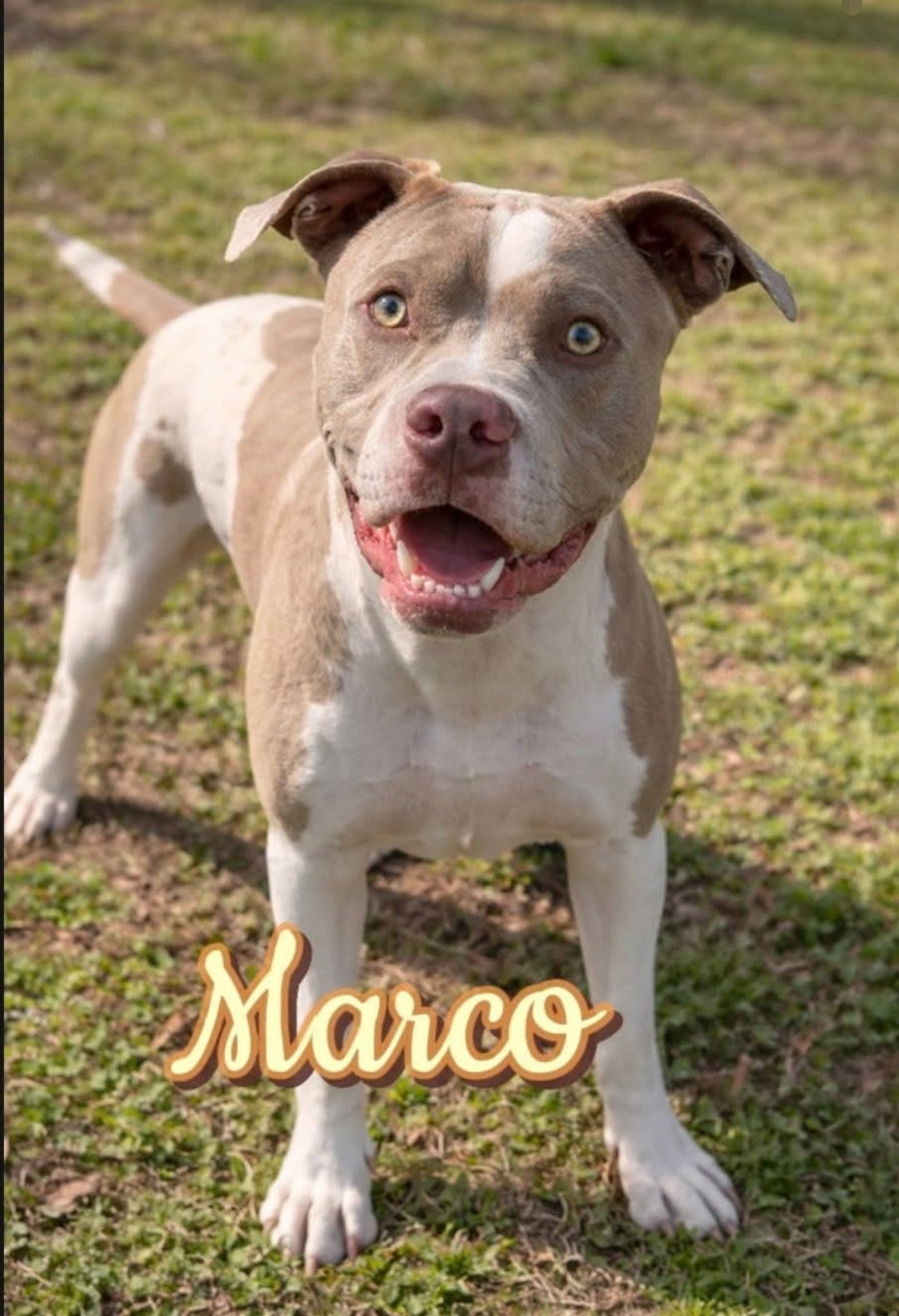 Marco