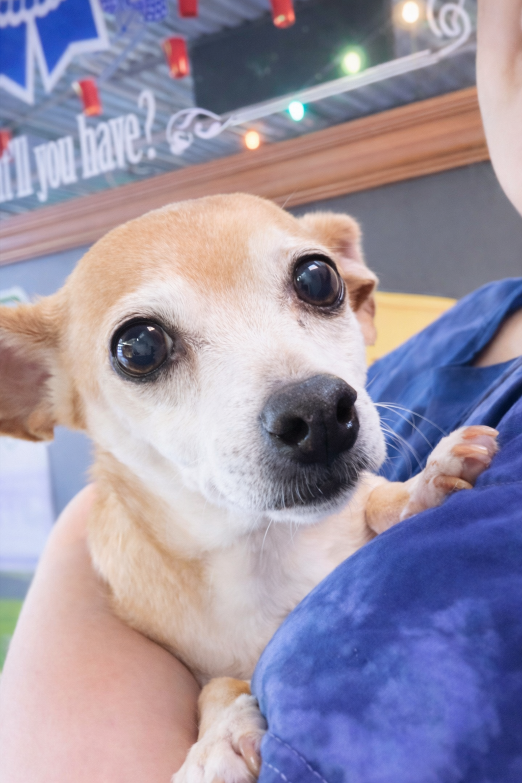 Sugar Chi Image
