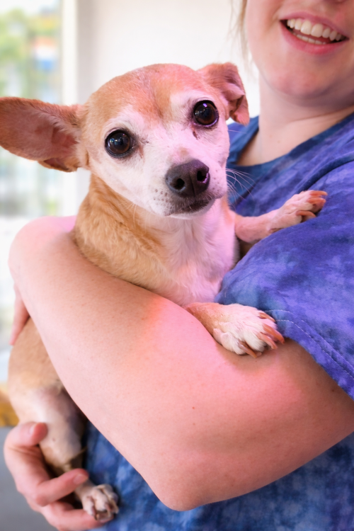 Sugar Chi, photo 3