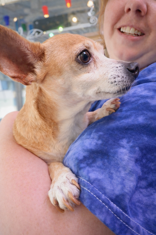 Sugar Chi, photo 4