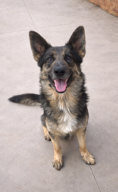 picture of the dog needing adoption