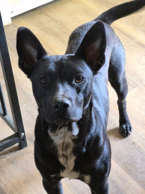 Peanut, an adoptable Unknown breed in Thomasville, NC