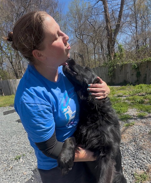 Jakey, an adoptable German Shepherd Dog in Thomasville, NC