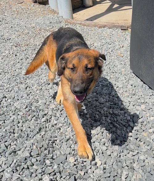 picture of the dog needing adoption