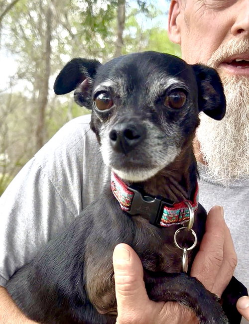 Rowdy, an adoptable Chihuahua in Thomasville, NC
