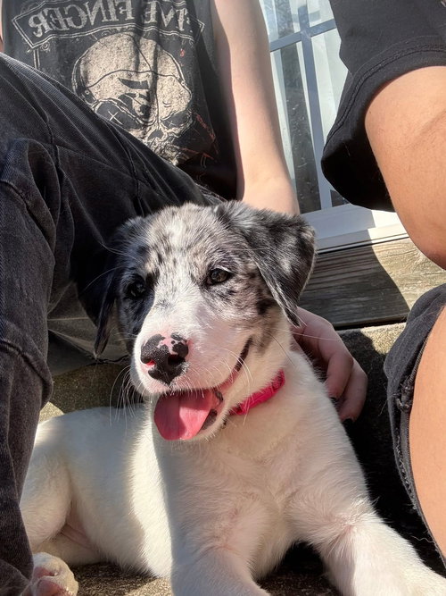Mena, an adoptable Australian Shepherd in Thomasville, NC