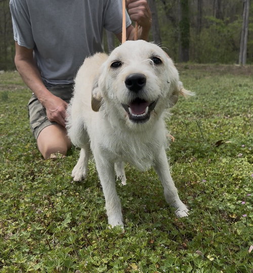 Quill, an adoptable Terrier in Thomasville, NC